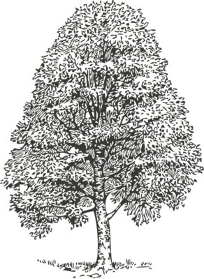 Tree 78
