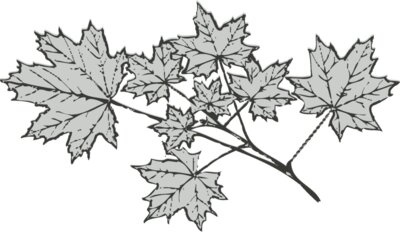 Leaves 5