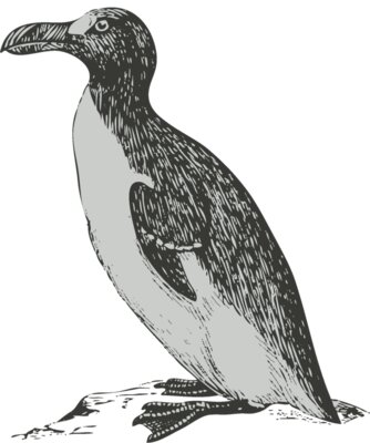 Bird   penguin