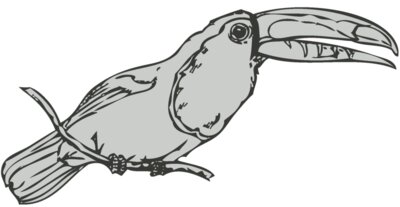 Bird   Toucan