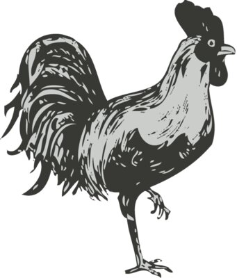 Bird   Chicken